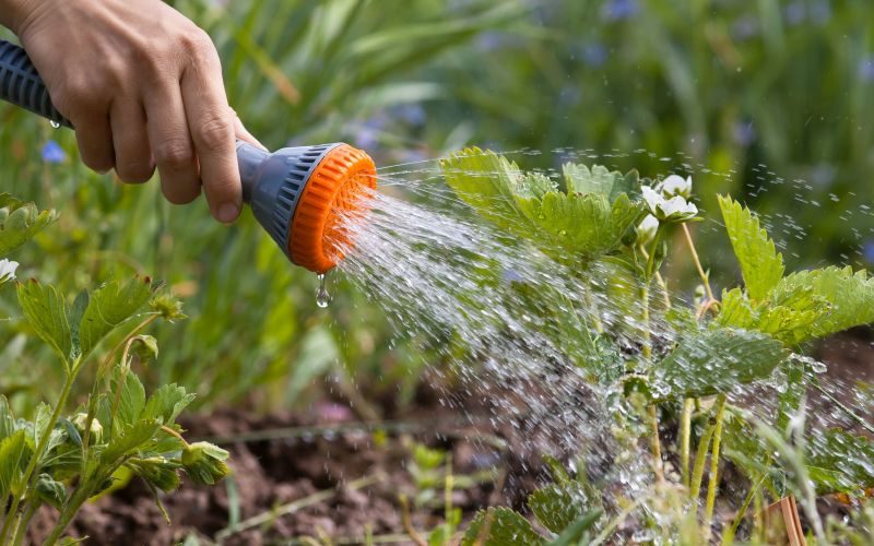 jak podlewać ogród